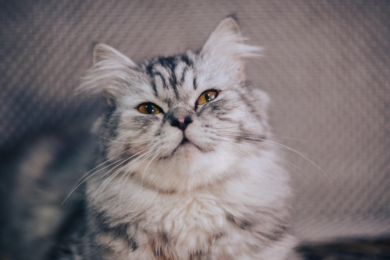 高値売却を目指す戸建ての一括査定で相場を知るには？