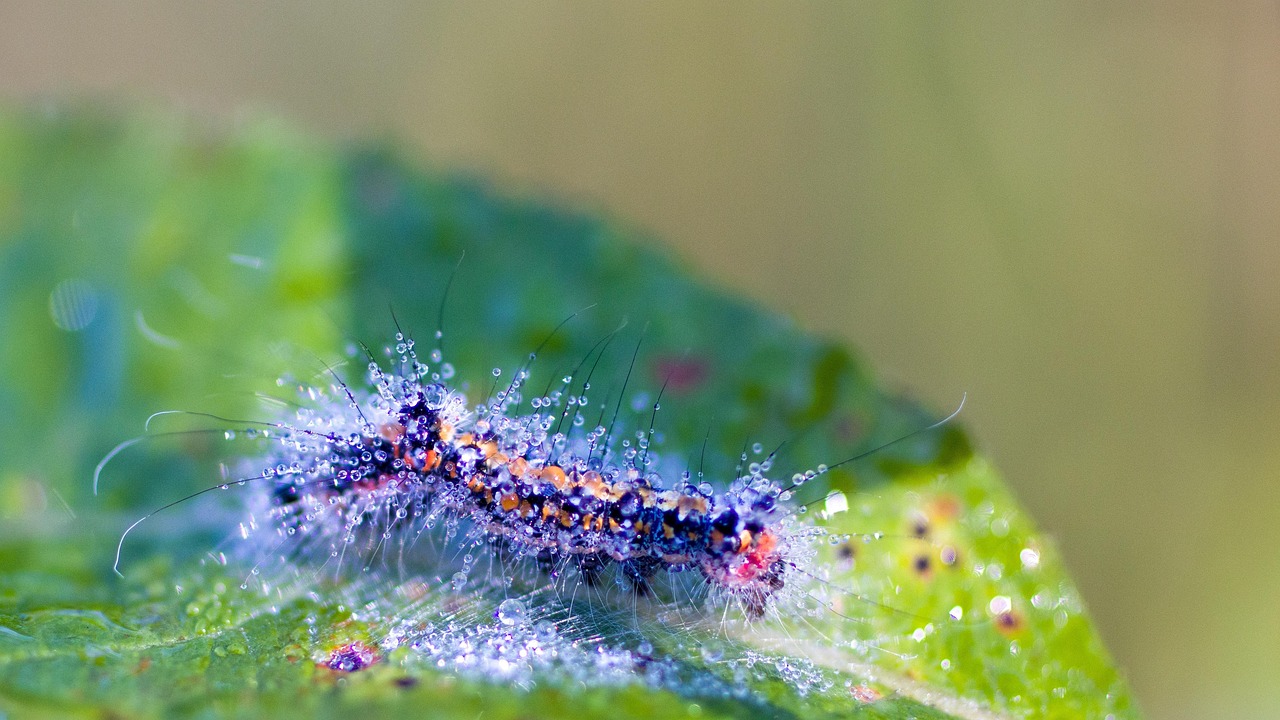 任意売却における一括査定での弁護士と不動産会社の役割は？