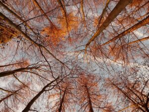 一括査定で360度内覧の動画撮影は必要か？