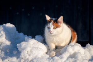 一括査定でペットの毛の掃除はどこまで必要？