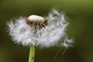 一括査定で普通借家の入居者あり物件は売却価格が下がる？