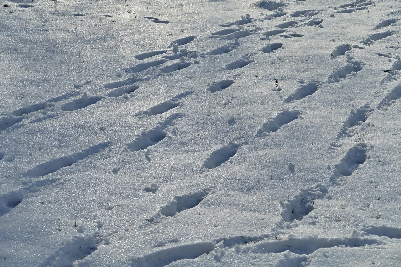 一括査定で知る！雪国の空き家売却における冬の注意点は？