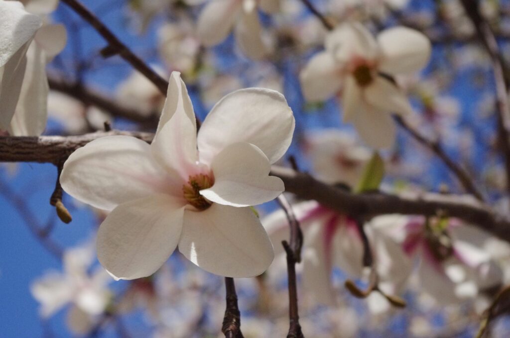 「札幌市豊平区でマンション売却を一括査定する際の学区の影響は？」